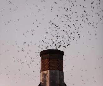 Từ Tự Nhiên Đến Tinh Hoa: Câu Chuyện Sự Ra Đời Yến Sào Minh Quang